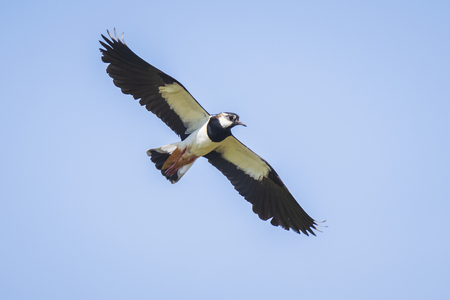 Closeup of a northern lapwing, Vanellus vanellus, bird in flight against a blue sky.