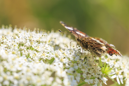 Side view close-up on the underside wings of the Map butterfly, araschnia levana, pollinating on the white flowers of ground elder masterwort weed. This summer brood are black with white markings.の写真素材