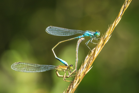 Close-up of a male and female blue-tailed damselfly or common bluetail Ischnura elegans making a mating pair in a heart or wheel shape.の写真素材
