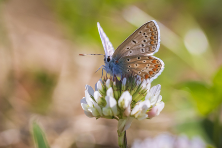 Female Common Blue butterfly Polyommatus icarus pollinating on a white clover flower in a meadow under bright sunlight.の写真素材