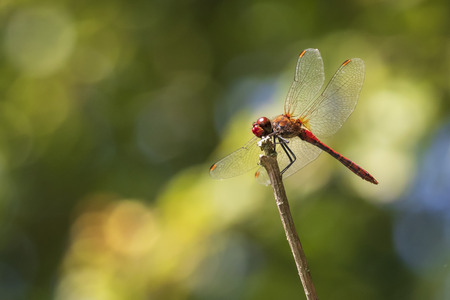 Front view of a ruddy darter (Sympetrum sanguineum) with his wings spread he is drying his wings in...