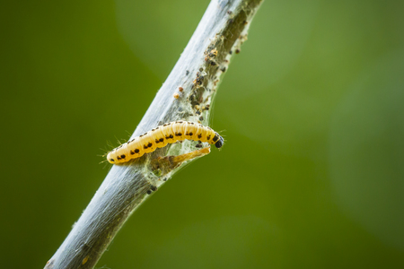 Closeup of a pest larvae caterpillars of the Yponomeutidae family or ermine moths, formed communal...