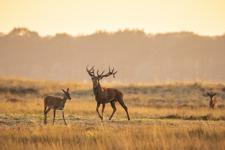 Herd of red deer cervus elaphus rutting and roaring during sunset, rutting during mating season on a a landscape with hills, fields and a beautifull sunsetの写真素材
