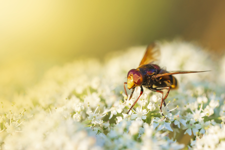 Closeup of a Volucella zonaria, the hornet mimic hoverfly, feeding nectar from white flowers during sunsetの写真素材