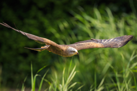Black kite Milvus migrans predatory bird in flight, hunting on a sunny day.