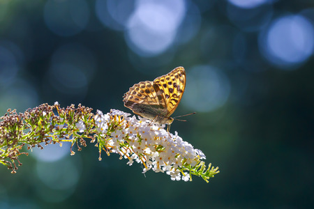 side view closeup of a Silver-washed fritillary butterfly Argynnis paphia spread wings feeding on a white flower of a butterfly-bush Buddleja, or Buddleia in a forest. The patterns on the wings visible.の写真素材