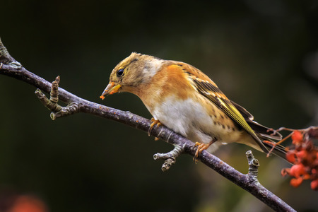 Closeup of a brambling bird, Fringilla montifringilla, in winter plumage feeding orange berries of...