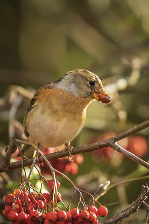 Closeup of a brambling bird, Fringilla montifringilla, in winter plumage feeding orange berries of Sorbus aucuparia, also called rowan and mountain-ash in a forest during Autumn seasonの写真素材