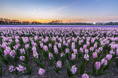 Colorful blooming flower field with pink and blue hyacinths during sunset. Famous tourist destination to visit in Springtimeの写真素材