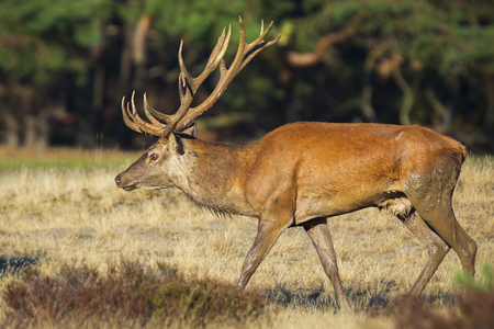 Red deer male, cervus elaphus, with big antlers rutting during mating season on a field near a forest in purple heather blooming. 

National parc de Hoge Veluwe, the Netherlands Europe.の写真素材
