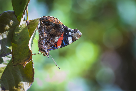 Red Admiral butterfly, Vanessa atalanta, resting on leafs in a forestの写真素材