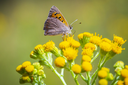 Closeup of a small or common Copper butterfly, lycaena phlaeas, feeding nectar of yellow flowers in a floral and vibrant meadow with bright sunlight.の写真素材