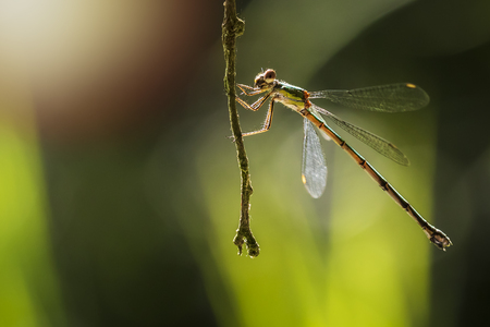 Detail closeup of a western willow emerald damselfly, Chalcolestes viridis, insect resting in the...