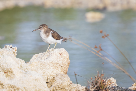 Common Sandpiper Actitis hypoleucos bird on the lookout perched on a rockの写真素材