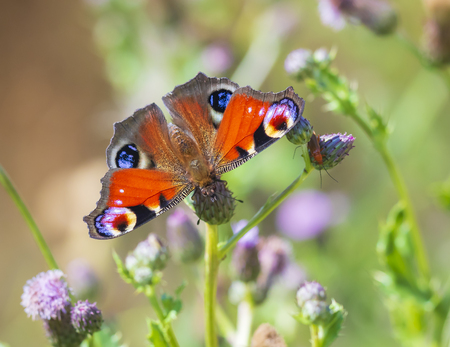 Closeup of a Peacock butterfly Inachis io feeding on purple vegetation and purple thistle flowers. Top view, detail on open wings natural lightの写真素材