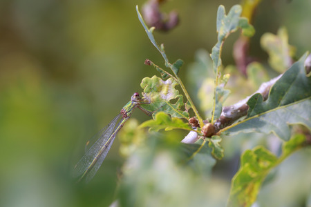 Detail closeup of a western willow emerald damselfly, Chalcolestes viridis, insect resting in the...