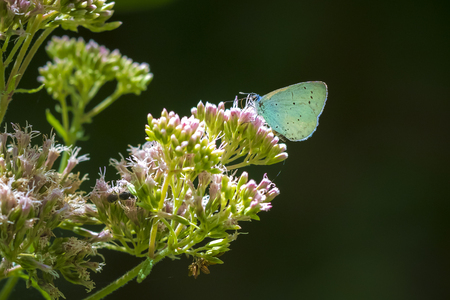 A holly blue butterfly Celastrina argiolus feeding. The holly blue has pale silver-blue wings spotted with pale ivory dots. In Europe, the first generation feeds mainly on holly (Ilex aquifolium)の写真素材