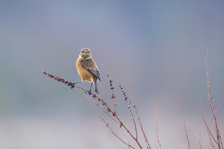 Female Stonechat, Saxicola rubicola, close-up in the morning sunの写真素材