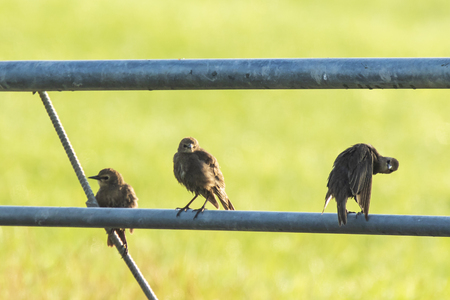 Common starling birds Sturnus vulgaris with beautiful plumage perched on a fence in farmland at eraly morning sunrise.の写真素材
