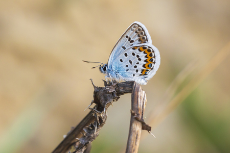 Close up of a small silver-studded blue butterfly Plebejus argus resting on vegetationの写真素材
