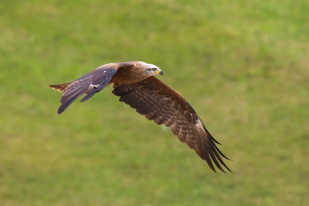 Black kite Milvus migrans predatory bird in flight, hunting on a sunny day.の写真素材