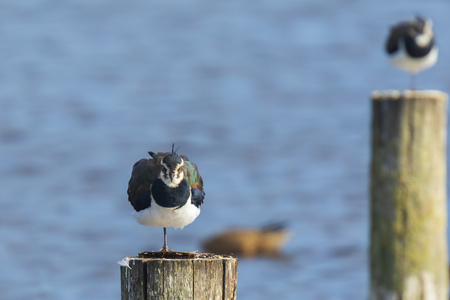 Closeup of a northern lapwing, Vanellus vanellus, perched on a wooden pole.