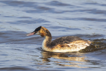 Portrait closeup of a great crested grebe, Podiceps cristatus swimming on the water surface on a...
