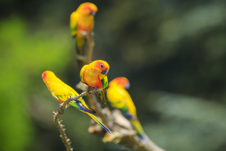 Closeup of sun parakeet or sun conure Aratinga solstitialis, bird. It is a medium-sized, vibrantly colored parrot native to northeastern South America.の写真素材