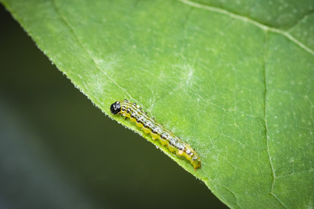 Closeup of a Box tree moth caterpillar, Cydalima perspectalis, feeding on leaves. An invasive...