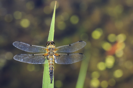 Close-up of a four-spotted chaser (Libellula quadrimaculata) or four-spotted skimmer dragonfly resting in sunlight on green reeds.の写真素材