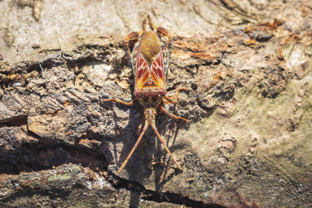 Western conifer seed bug insect, Leptoglossus occidentalis, or WCSB, crawling on wood in bright...