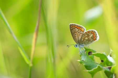Closeup of a Common Blue butterfly, Polyommatus icarus, resting in a meadowの写真素材