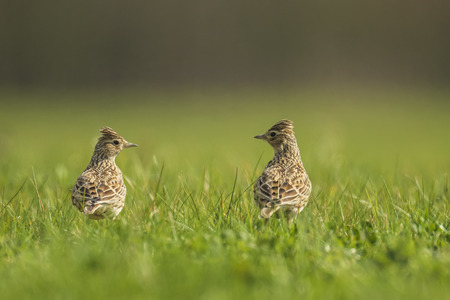 Eurasian skylark bird Alauda arvensis in a meadow walking in bright sunlight.