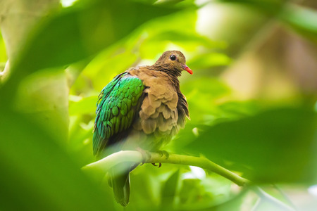 common emerald dove, Asian emerald dove, or grey-capped emerald dove Chalcophaps indica perched in a rainforestの写真素材