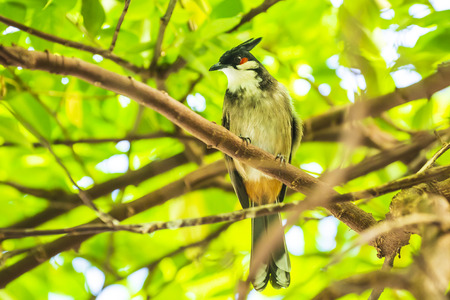 red-whiskered or crested bulbul, Pycnonotus jocosus,  perched in a rainforest