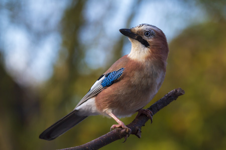 Closeup of a Eurasian jay bird (Garrulus glandarius) perched on a branch autumn colors on the background.の写真素材