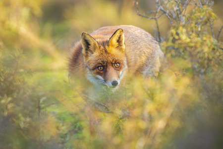 Wild red fox Vulpes Vulpes scavenging in a green meadow during sunset