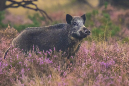 A wild boar, swine or pig (Sus scrofa) foraging in a field with purple heather blooming with a forest on the background.. Hoge Veluwe, the Netherlands Europe.の写真素材