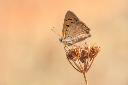 Closeup of a small or common Copper butterfly Lycaena phlaeas resting on vegetation.の写真素材