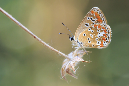 small brown hairstreak butterfly Thecla betulae and feeding nectar on a flowerの写真素材