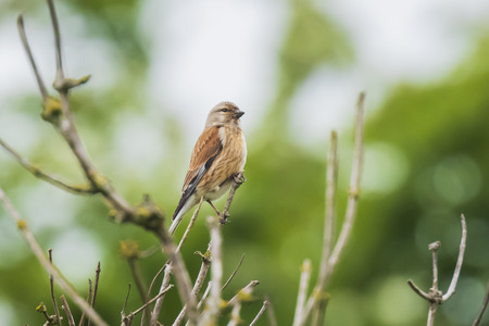 Closeup portrait of a Linnet bird, Carduelis cannabina, female display and searching for a mate...