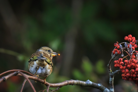 Closeup of a brambling bird, Fringilla montifringilla, in winter plumage feeding orange berries of Sorbus aucuparia, also called rowan and mountain-ash in a forest during Autumn seasonの写真素材