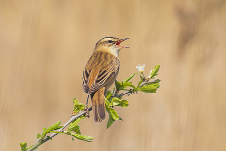 Eurasian reed warbler Acrocephalus scirpaceus bird singing in reeds during sunrise. Early sunny morning in Summerの素材 [FY310123118367]