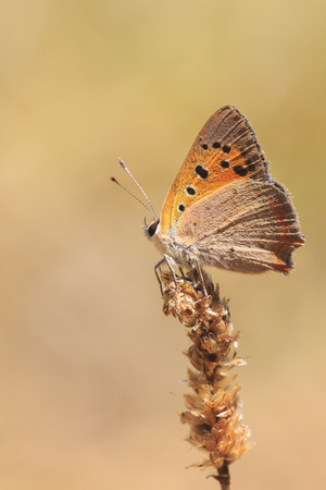 Closeup of a small or common Copper butterfly Lycaena phlaeas resting on vegetation.の写真素材