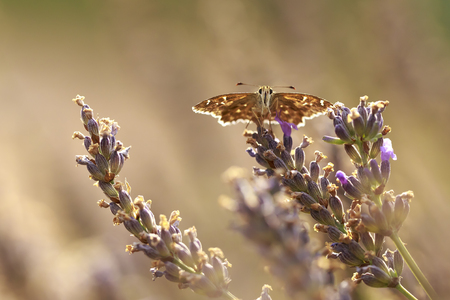 Dingy skipper Erynnis tages butterfly pollinating in purple blooming lavender flowers.の写真素材