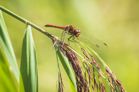 Red male common Darter Sympetrum striolatum dragonfly with his wings spread he is drying his wings in the early, warm sun lightの写真素材