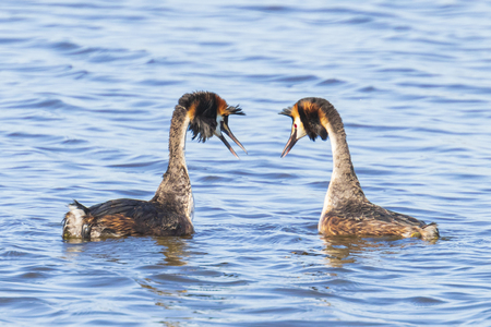 Two great crested grebe, Podiceps cristatus, mating in springtime seasonの写真素材