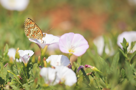 Closeup of a knapweed fritillary, Melitaea phoebe, butterfly resting and pollinating in bright sunlight.の写真素材
