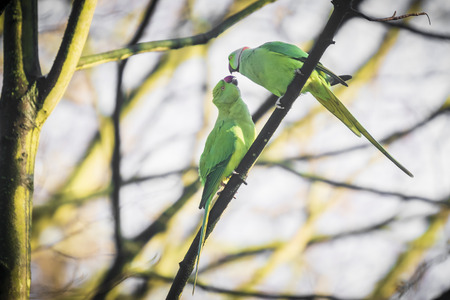 Rose-ringed or ring-necked parakeet Psittacula krameri invasive and exotic bird, perched in a forest during Winter seasonの写真素材
