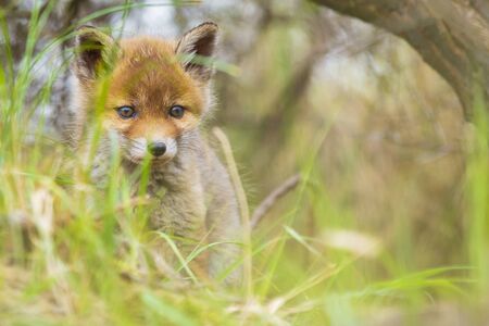 Wild young baby red fox cub  vulpes vulpes exploring a forest, selective focus technique used.の写真素材
